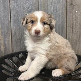 Teal Collar Boy - Red merle male Australian Shepherd puppy in Van Wert, Ohio from Northwest Ohio Aussies