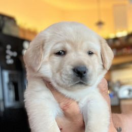 Labrador Retriever Puppies from Red Sky Retrievers LLC