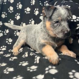 Mack (Bm2) Red - Blue mottled male Australian Cattle Dog puppy in Saint Albans, Maine from Australian Cattle Cuties and littles