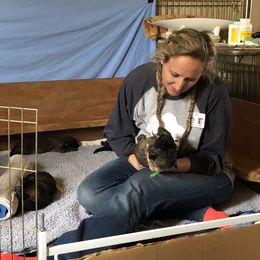 Leonberger Puppies from Tipping Point Leonbergers