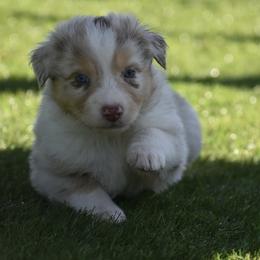 Cabernet - Red merle male Australian Shepherd puppy in Oak Hill, Florida from Swingin T Ranch LLC