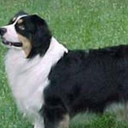 Miniature American Shepherds from Patchwork Farms