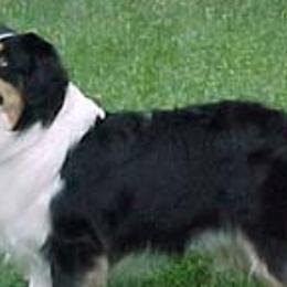 Miniature American Shepherds from Patchwork Farms