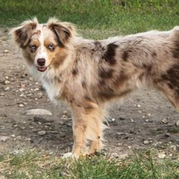 Miniature Australian Shepherds and Toy Australian Shepherds from TWO ACRE HILLS