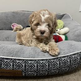 Goldendoodle puppies from Southern Bred Pups