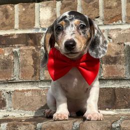 Mo - Dapple male Dachshund puppy in Choccolocco, Alabama from Ace’s Doxies