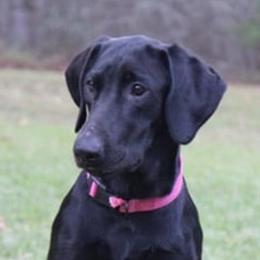 Birdie - Labrador Retriever