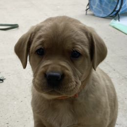 Orange girl - Yellow Labrador Retriever puppy in Brooksville, Kentucky from Triple Ridge Labs