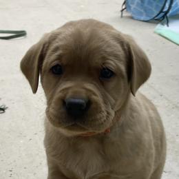 Orange girl - Yellow Labrador Retriever puppy in Brooksville, Kentucky from Triple Ridge Labs