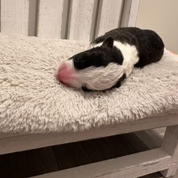 Girl 2 - Black and white female Cardigan Welsh Corgi puppy in Maidsville, West Virginia from L&B Lowriders