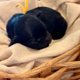 Molasses - Black female Goldendoodle puppy in Beech Bluff, Tennessee from White Oak Kennel
