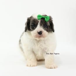 Earl (Green Collar Male) - Merle male Cavapoo puppy in Republic, Missouri from Red Skye Puppies
