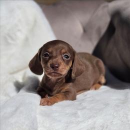 Phoebe - Chocolate and tan female Dachshund puppy in Mcminnville, Tennessee from Red Barn Farms Minis