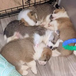 Pembroke Welsh Corgi Puppies from Sunny-Side Corgis
