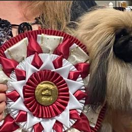 Pekingese from Deja vu Pekingese ROM-S