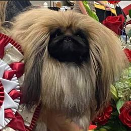 Pekingese from Deja vu Pekingese ROM-S