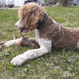 Poodles from Wag-n-Wheel Acres