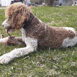 Poodles from Wag-n-Wheel Acres