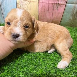 Maple - Wheaten female Miniature Schnauzer puppy in Lufkin, Texas from C&K’s Schnauzer House