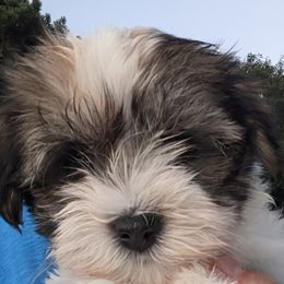Havanese from Chaenzo