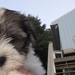 Havanese from Chaenzo