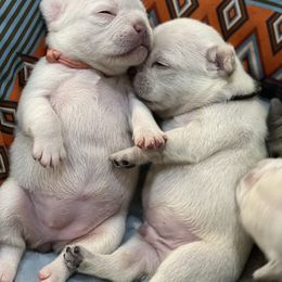 French Bulldog Puppies from Phillips Family Frenchies
