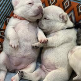 French Bulldog Puppies from Phillips Family Frenchies