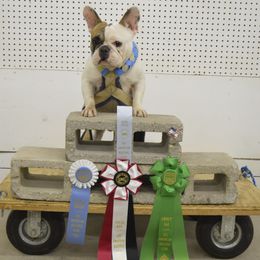 American Bulldog and French Bulldog All Grown Up from EliAna Kennels