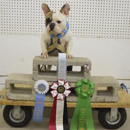 American Bulldog and French Bulldog All Grown Up from EliAna Kennels