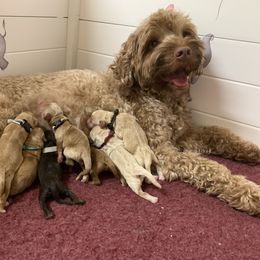 Australian Labradoodle Puppies from Charlotte Labradoodles
