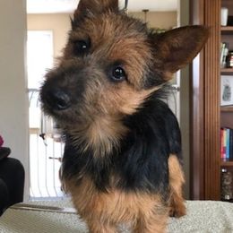 Australian Terriers from Redwing Australian Terriers