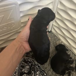 Everything - Black female Goldendoodle puppy in Point, Texas from Tiny Paws Goldendoodles