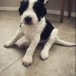Aussiedoodle Puppies from Deason Doodles