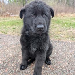 German Shepherd Puppies from League of Shepherds