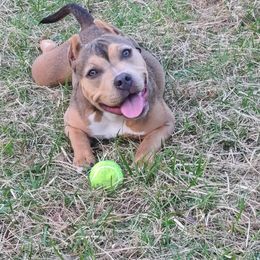 American Bully Puppies from Night Court Bullies