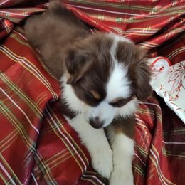 Miniature Australian Shepherd Puppies from Terri's Mini Aussies