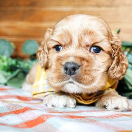 Cavalier King Charles Spaniel, Cavapoo, Cockapoo, and Cocker Spaniel Puppies from Double M Cocker Spaniels