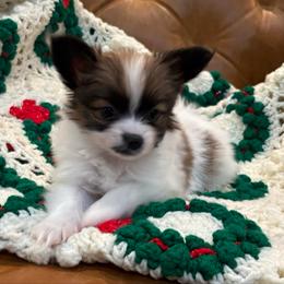 Boy 1 - White and sable male Papillon puppy in Georgia from Tylane Papillons
