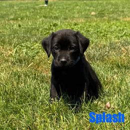 Splash - Black male Labrador Retriever puppy in Tigard, Oregon from Morrison Labrador Retreivers