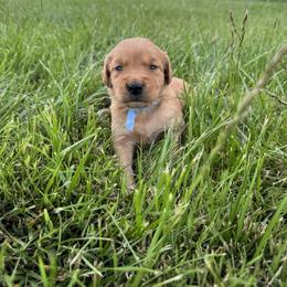 Boy 4 - male Golden Retriever puppy in Bristol, Tennessee from The Dogstead