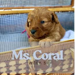 Ms. Coral - Red  female Goldendoodle puppy in Pensacola, Florida from Ruby Pupper Doodles