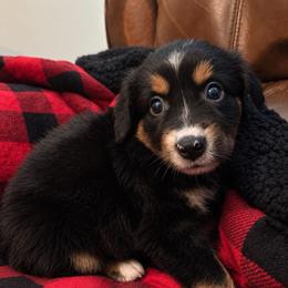 Nova - Black tri female Miniature Australian Shepherd puppy in Luling, Texas from Little Wood Toy and Mini Aussies
