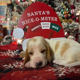 Savanah 2700.00 - Red and white female Basset Hound puppy in Denison, Texas from Emma Lou's Baby Bassets