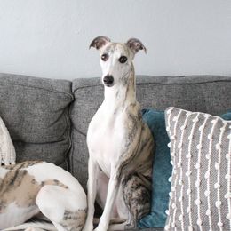 Whippets from Whippets of Westgate