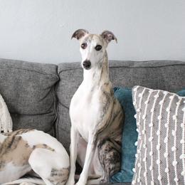 Whippets from Whippets of Westgate