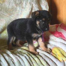 ARKO - Black and red male German Shepherd puppy in Whitewater, California from Vom Haus Metzler Shepherds