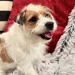 Russell Terriers from Bar Rafter C Shorty Jacks