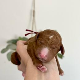 Hazel - Apricot female Goldendoodle puppy in S AI Nt John, Indiana from Lulu's Goldendoodles