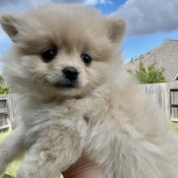 Pomeranian Puppies from Cece’s Perfect Poms