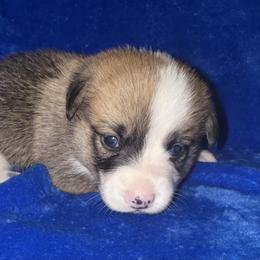 Bugs - Sable male Pembroke Welsh Corgi puppy in Godley, Texas from Bradley Kennels